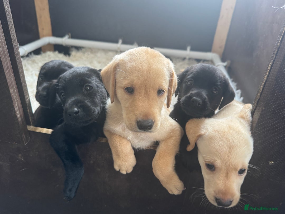 Labrador Retriever dogs for sale: Well bred Labrador puppies - Image 4