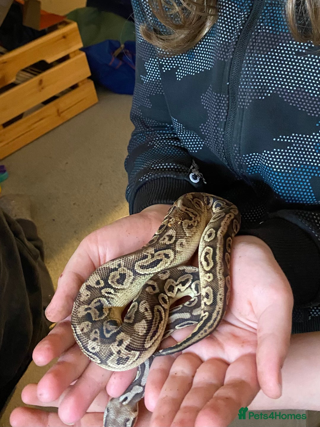 Python Snake reptiles for sale: Royal python and full set-up - Advert 3