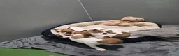 Jack Russell dogs for sale: Jack Russel pups in Congleton - Advert 3