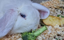 Mini Lop rabbits for sale: Mini lop blue needs a Home  - Advert 6