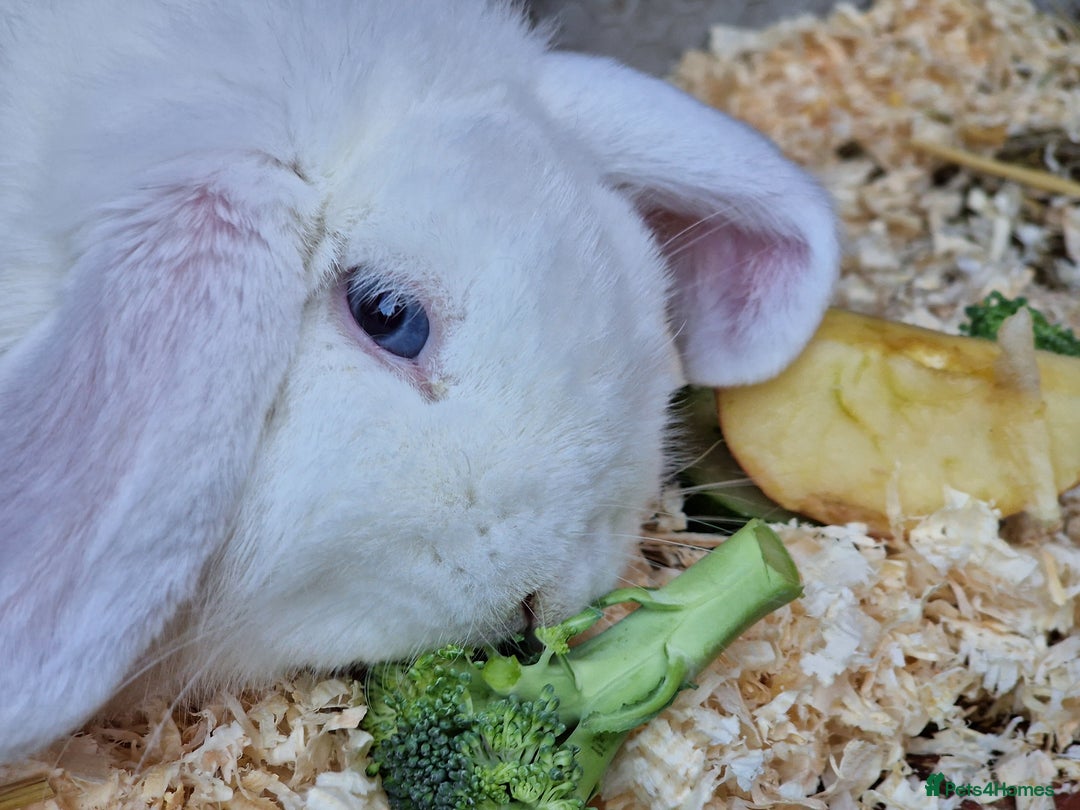 Mini Lop rabbits for sale: Mini lop blue needs a Home  - Advert 6