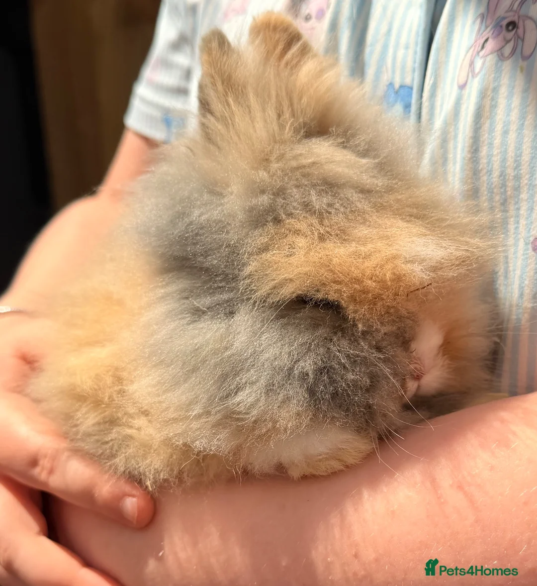 Lionhead rabbits for sale: PEDIGREE DOUBLE-MANE LIONHEADS 💕 - Advert 2