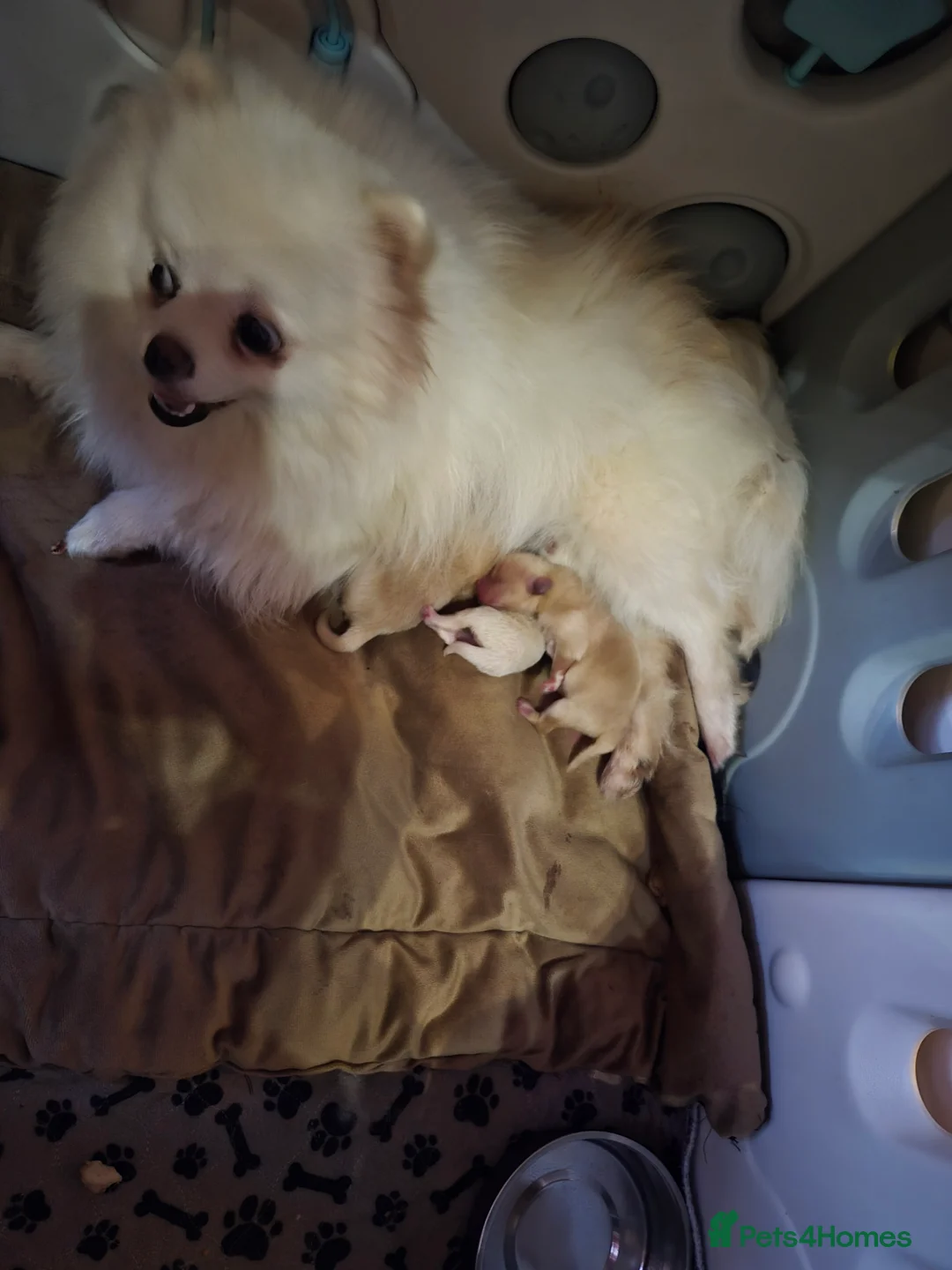 Pomeranian dogs for sale: 💝High Quality Korea/ Russia Babies💝 - Advert 31