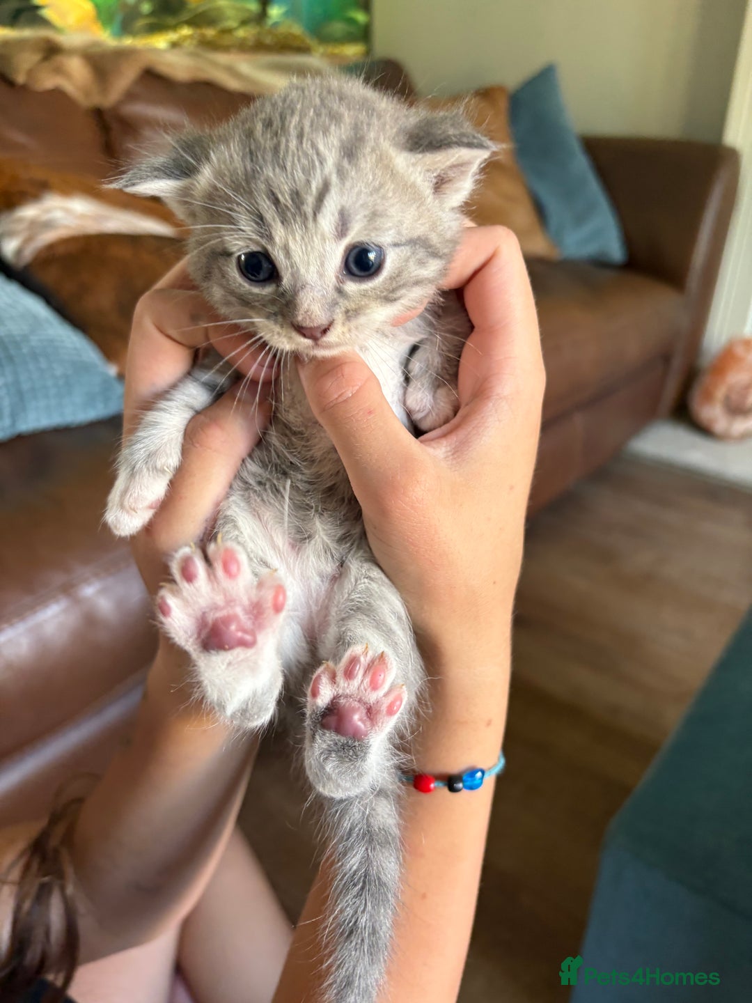 Exotic cats for sale: READY Silver Tabby cross exotic Fur Babies - Image 17