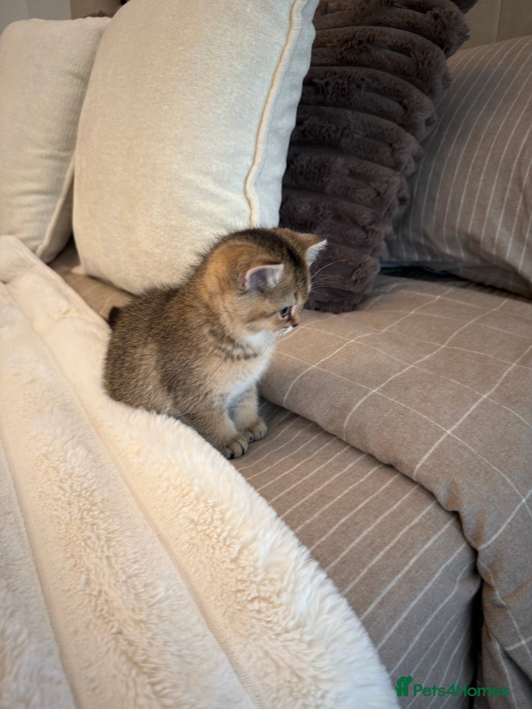 British Shorthair cats for sale: Adorable Golden British Shorthair Kitten - Advert 4