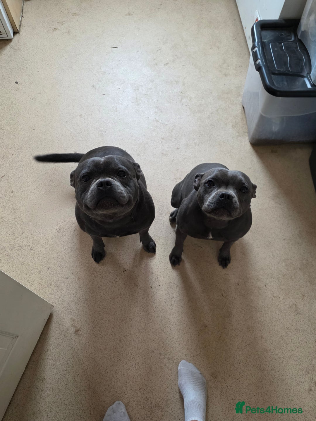 Staffordshire Bull Terrier dogs for sale: 3 playful, lively chunky puppies - Image 9