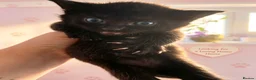 Mixed Breed cats for sale: Kittens looking for home ginger black white black - Advert 11