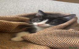 Ragdoll cats for sale: Two sisters 10 weeks old - Image 3