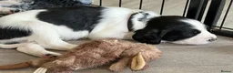 English Springer Spaniel dogs for sale: KC Registered English Springer Spaniel puppies - Advert 13