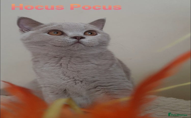 British Shorthair cats - Advert 4