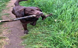 Labrador Retriever dogs for sale: Labrador puppies - Advert 4