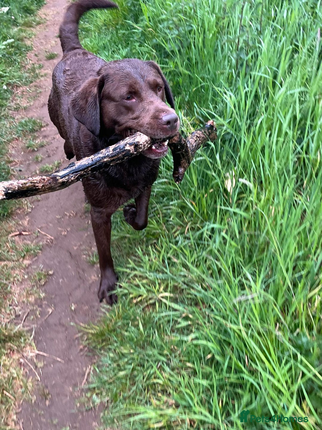 Labrador Retriever dogs for sale: Labrador puppies - Advert 4