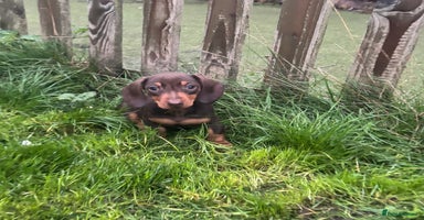 Miniature Dachshund dogs - Advert 9