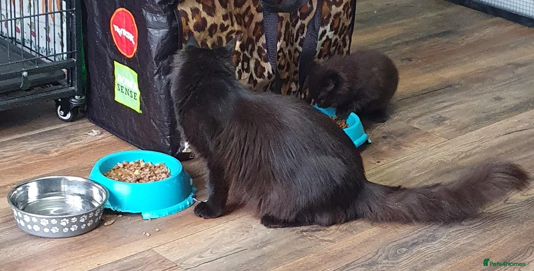 Maine Coon cats for sale: STUNNING MAIN COONS - Advert 2