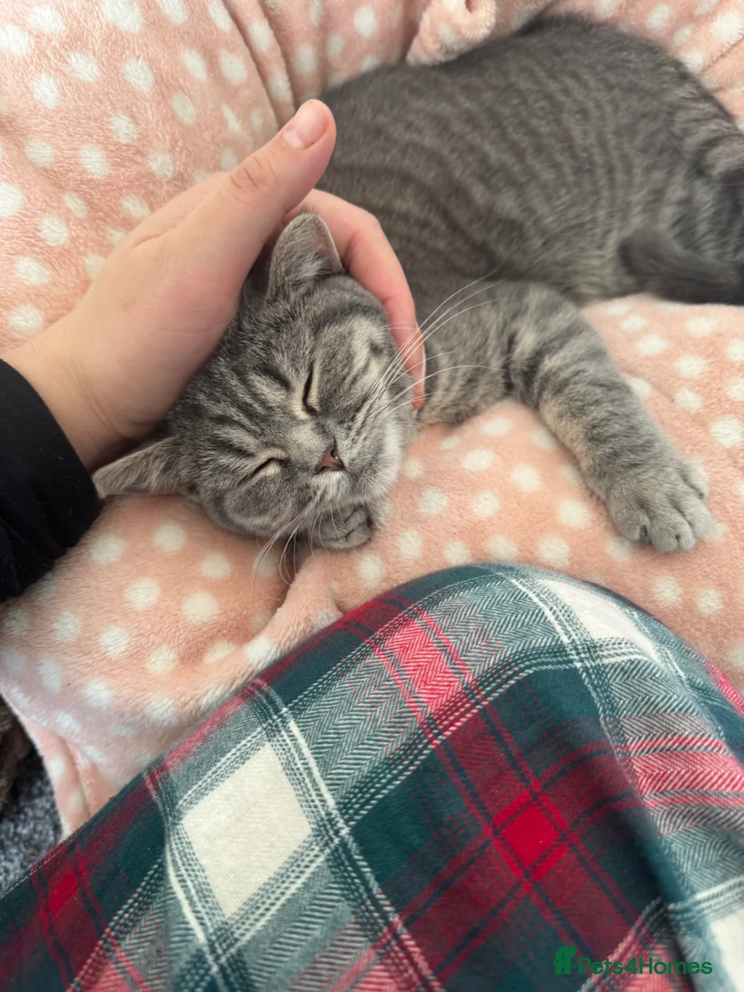 British Shorthair cats for sale: Blue spotted British shorthair  in Slough - Advert 5