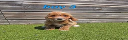 Cockapoo dogs for sale: 7 Adorable F1 Cockapoo pups ♥️🐕🐾 - Advert 13