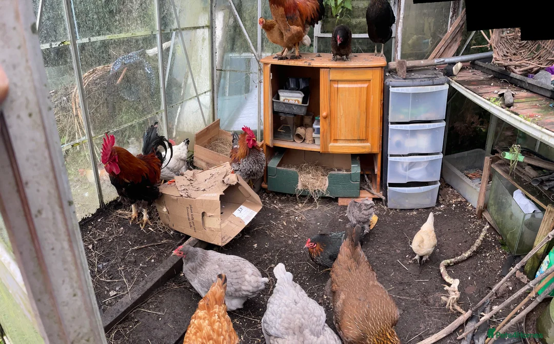 Chickens poultry for sale: Bantam wellsummer cross cockerel - Advert 2
