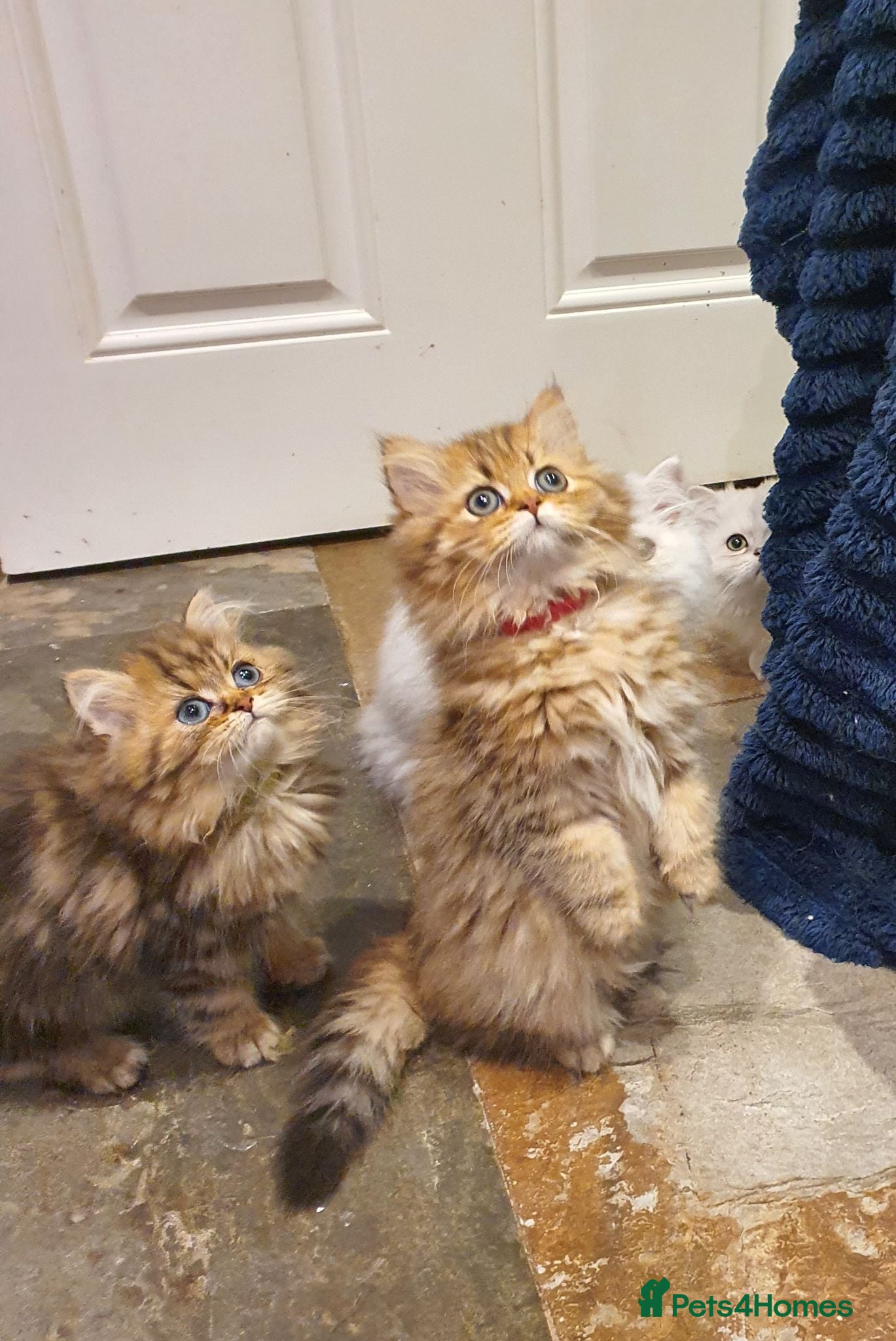 Persian cats 💖Beautiful Pedigree Chinchilla Persian Kittens.  - Advert 2