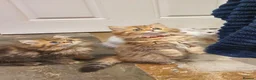 Persian cats for sale: 💖Beautiful Pedigree Chinchilla Persian Kittens.  - Advert 3