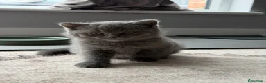 British Shorthair 2