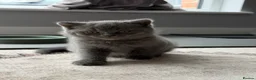 British Shorthair cats for sale: Beautiful British Shorthair and Longhair Kittens  - Advert 15