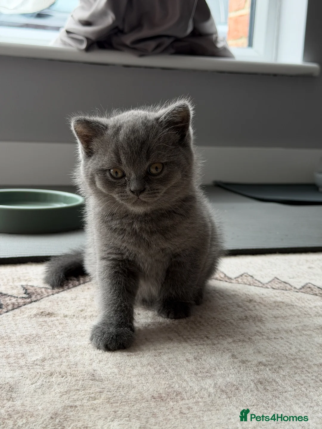 British Shorthair cats for sale: Beautiful British Shorthair and Longhair Kittens  - Advert 15