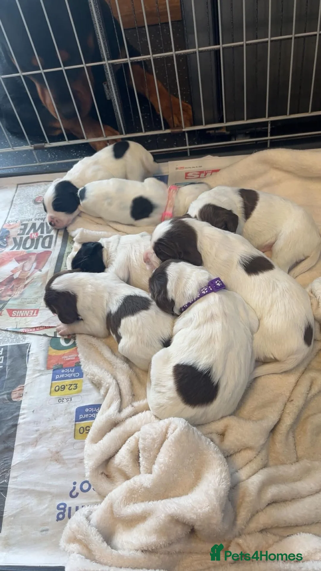 English Springer Spaniel dogs for sale: Springer spaniel puppies for sale  - Advert 1