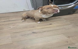 American Bully dogs for sale: 7 month merl pocket bully  - Image 4