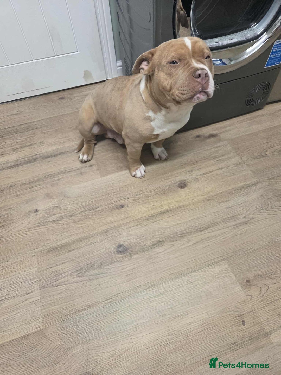 American Bully dogs for sale: 7 month merl pocket bully  - Image 4