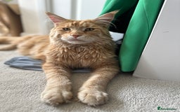 Maine Coon cats for sale: Donnie The Maine Coon - 4 y/o in Stoke-on-Trent - Image 1