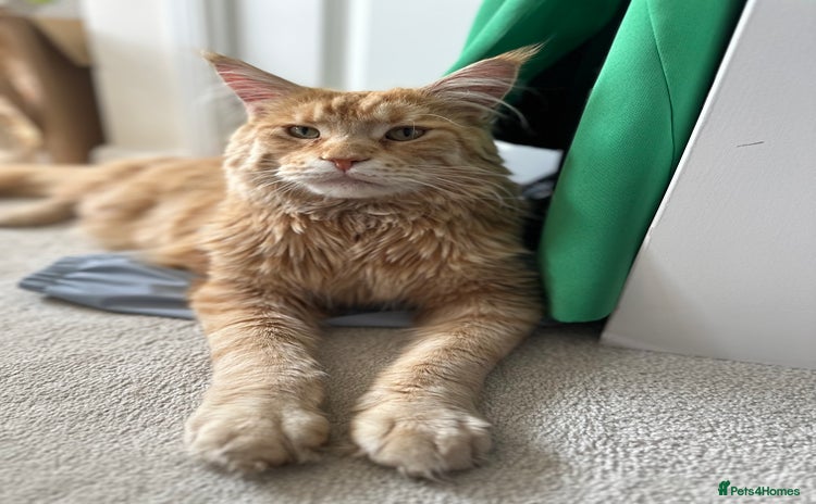 Maine Coon cats in Stoke-on-Trent - Advert 5