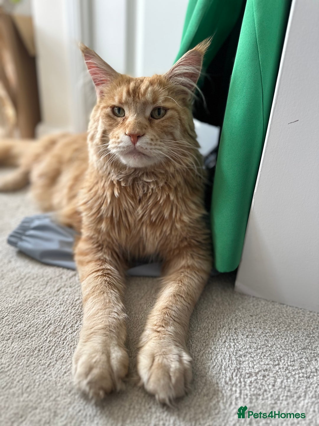 Maine Coon cats for sale: Donnie The Maine Coon - 4 y/o in Stoke-on-Trent - Image 1