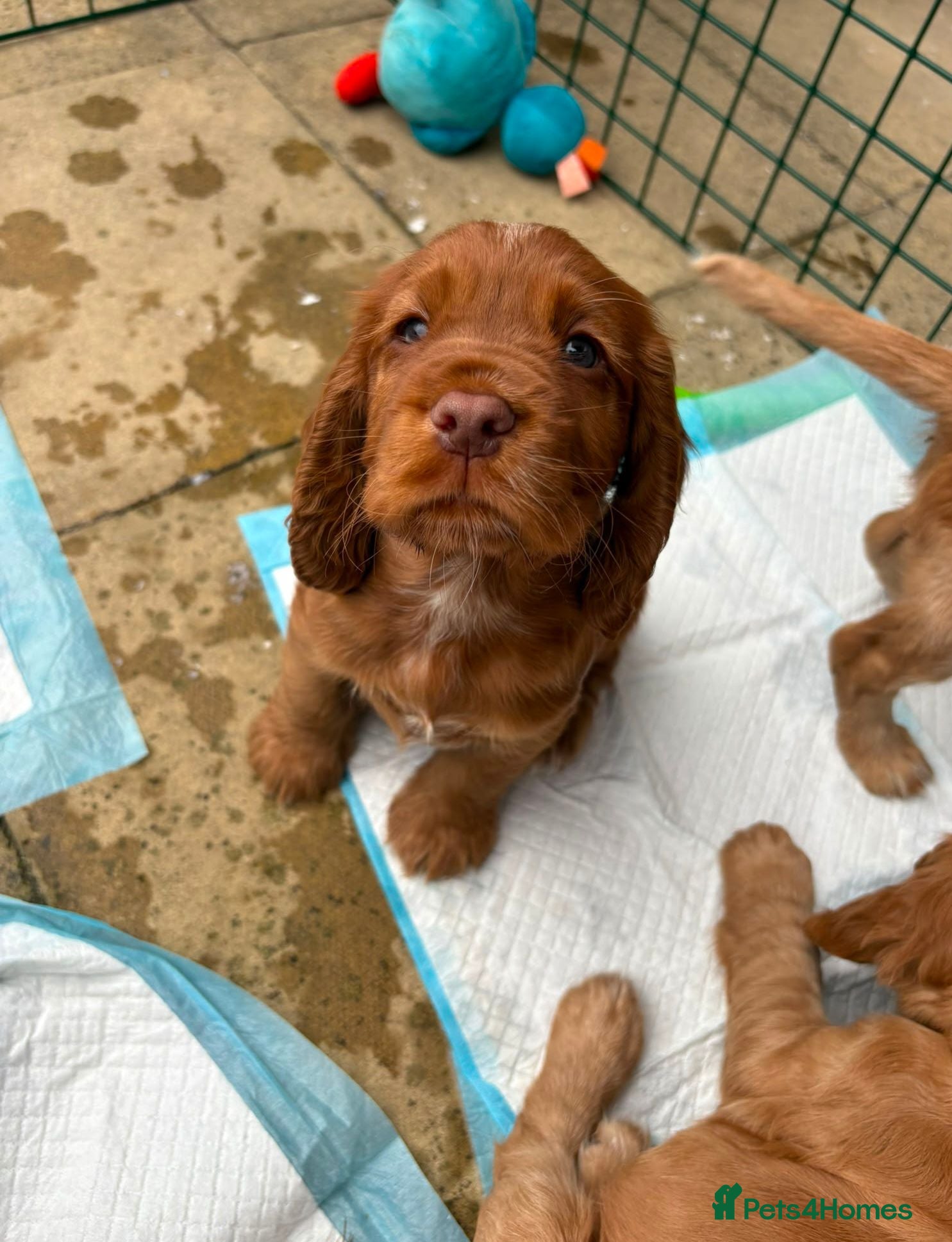 Cocker Spaniel dogs Cocker spaniels Barnsley area - Advert 2