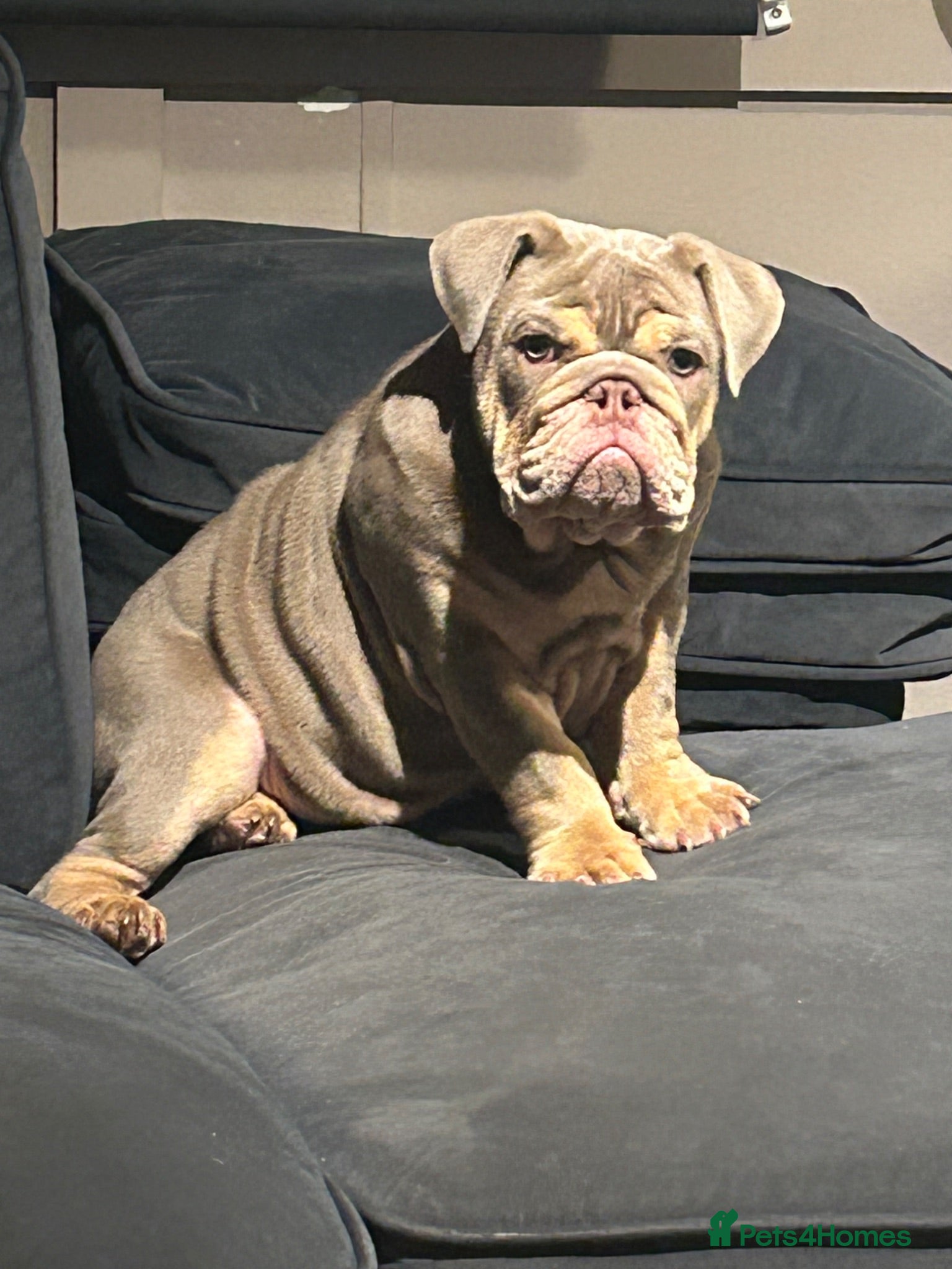 English Bulldog dogs Male British bulldog  - Advert 6