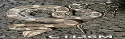 Boa Snake reptiles for sale: Arctic & Anery het Sharp boas - Advert 9