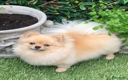 Pomeranian dogs for sale: Bella from Russia 🇷🇺  - Image 2