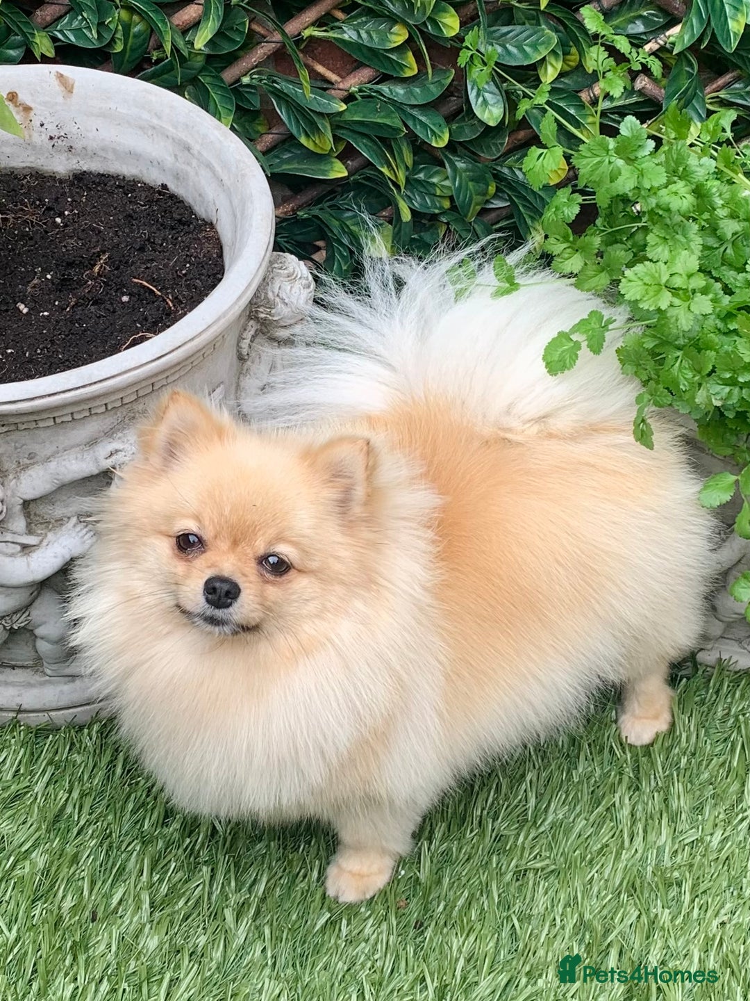 Pomeranian dogs for sale: Bella from Russia 🇷🇺  - Image 2