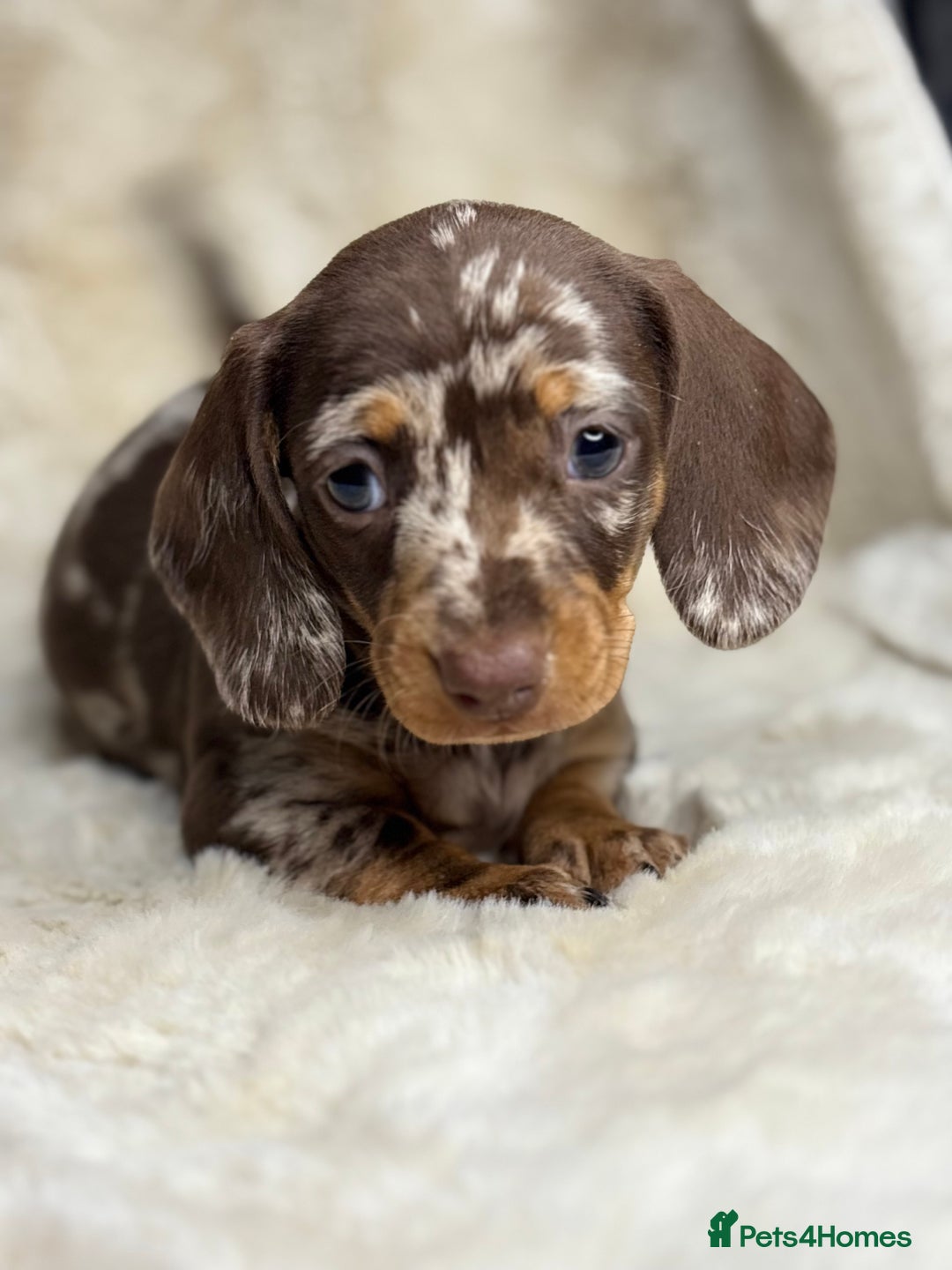Miniature Dachshund dogs for sale: Quality health tested mini smooth dachshund pups  - Advert 1