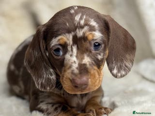 Miniature Dachshund dogs Quality health tested mini smooth dachshund pups - Advert 4