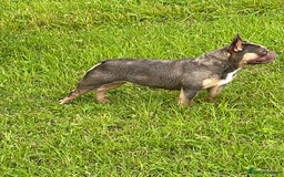 French Bulldog dogs for sale: French bulldog puppies - Image 4