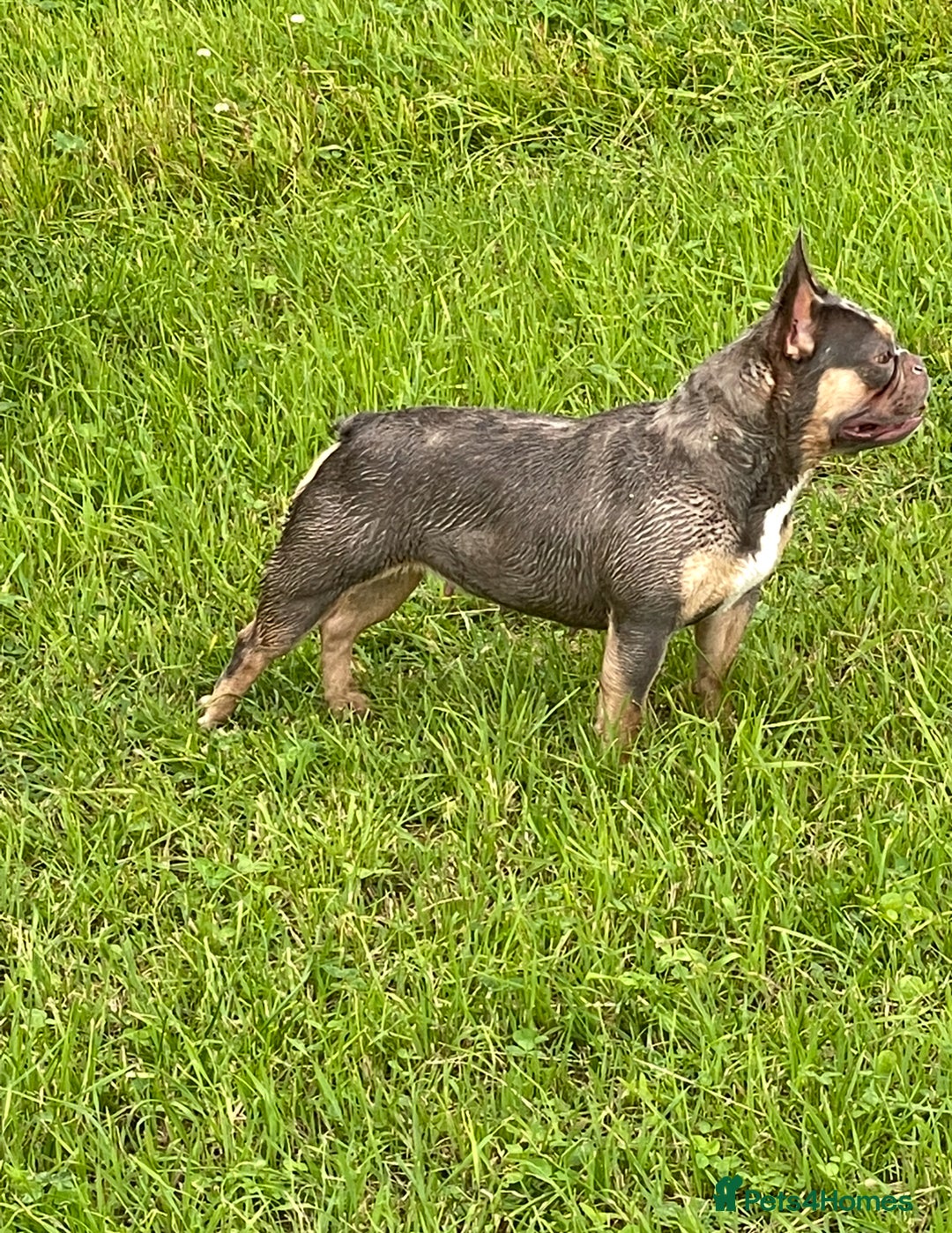 French Bulldog dogs for sale: French bulldog puppies - Image 4