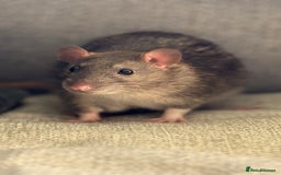 Rat rodents for sale: 2 boys left!! Fancy Rat Cross Dumbo Rex rat pups  - Image 1