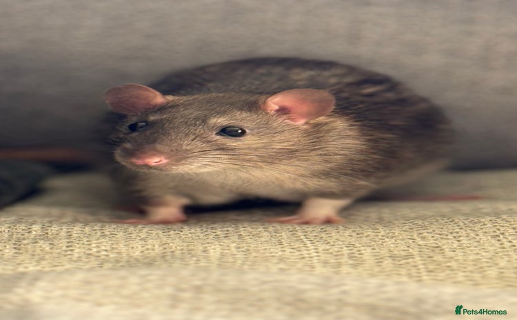 Rat rodents - Advert 16