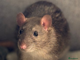 Rat rodents - Advert 9