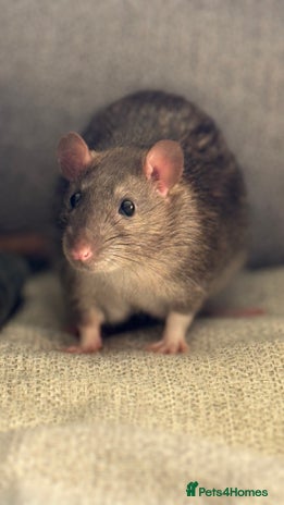 Rat rodents - Advert 17