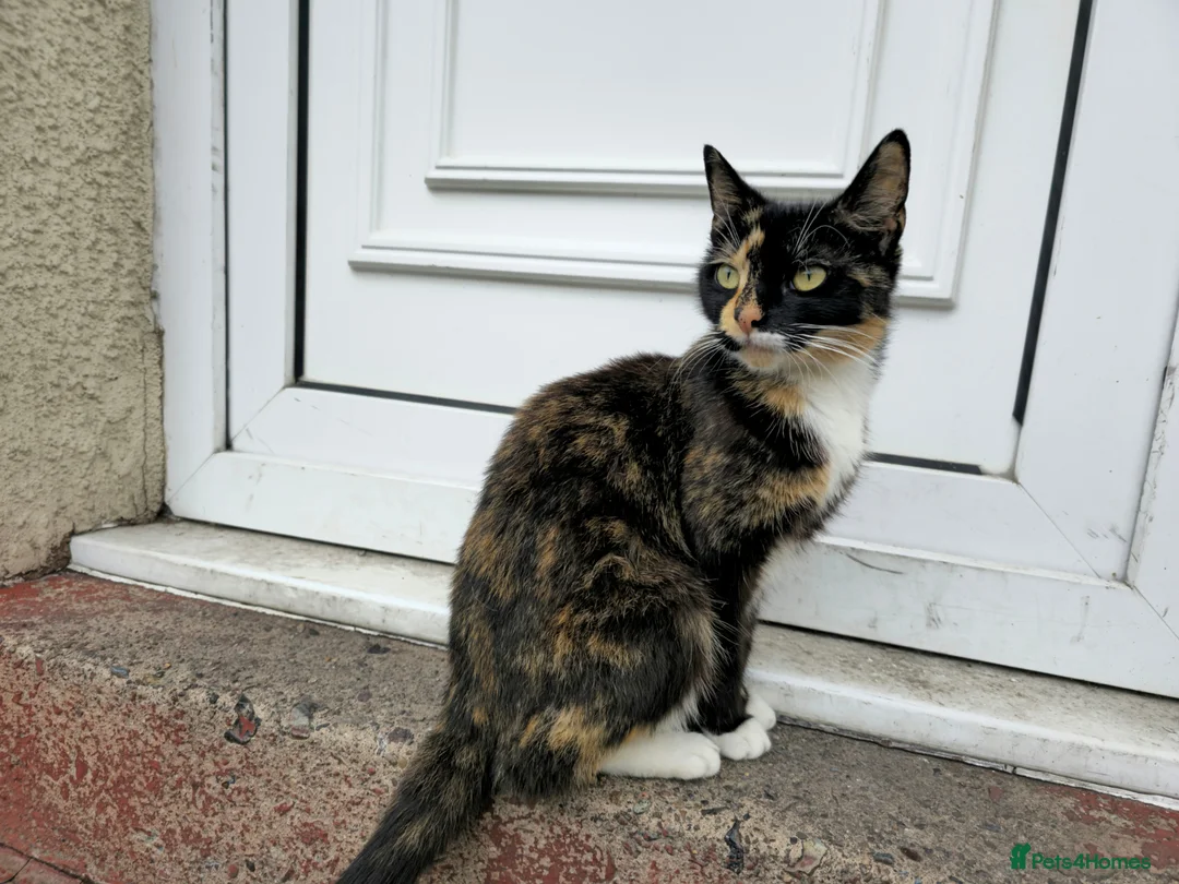 Mixed Breed cats for sale: 3 kittens are looking for new home  - Advert 5