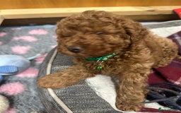 Miniature Poodle dogs for sale: Adorable Miniature Red Poodle Puppies - Image 8