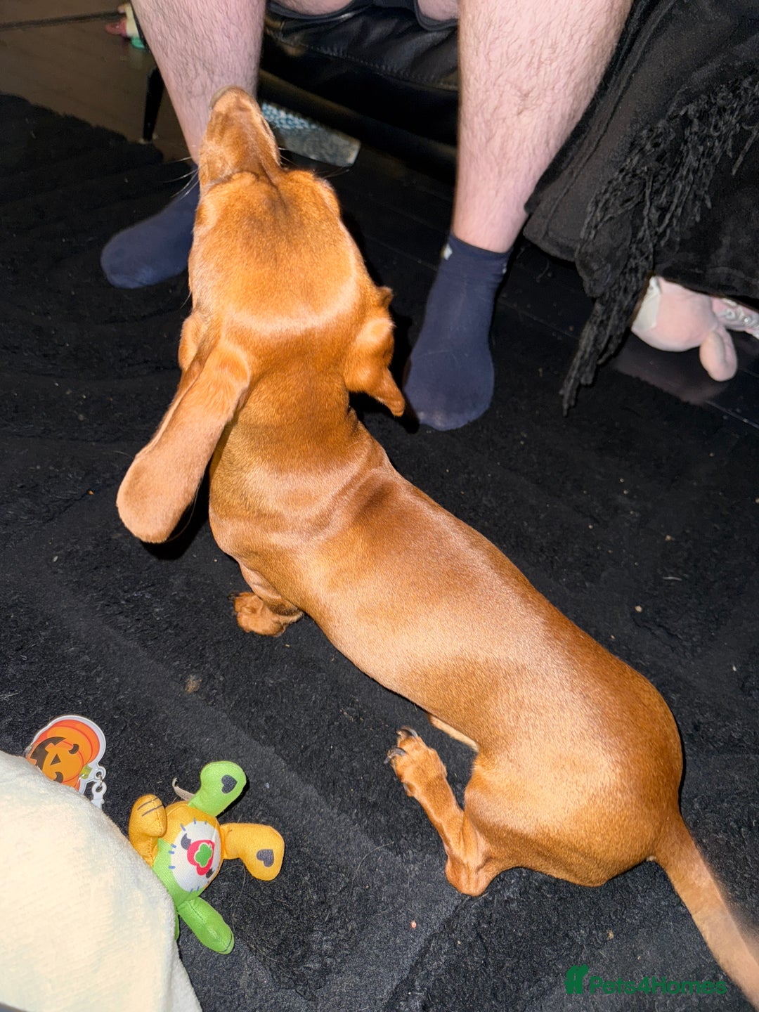 Miniature Dachshund dogs for sale: Miniature dachshund red headed Norman  - Image 2