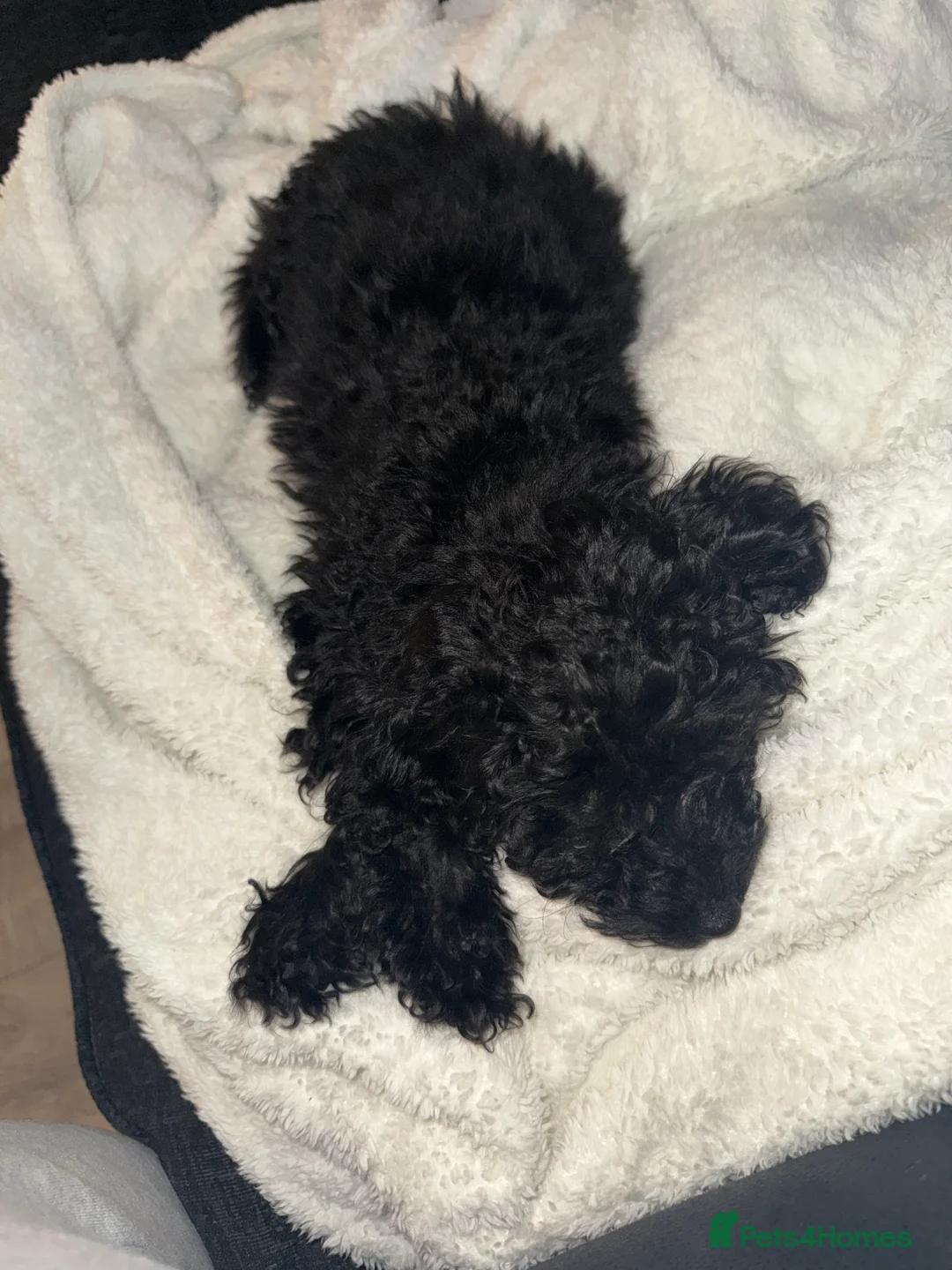 Toy Poodle dogs for sale: Toy Poodle looking for loving home  - Advert 4