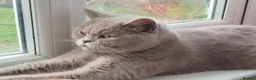 British Longhair cats for sale: Fluffy & Shorthair British x Siberian Kittens - Advert 8